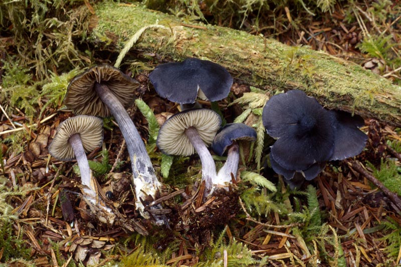 Entoloma nitidum